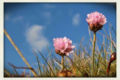 Low angle view of pink flowers blooming against clear sky