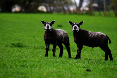 Portrait of a sheep on grassy field