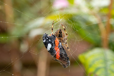 Close-up of spider on web