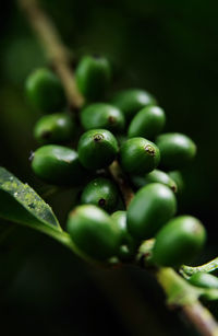 Close-up of fruits growing on plant