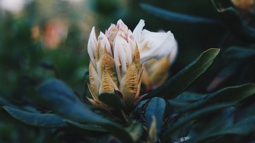 Close-up of flowering plant