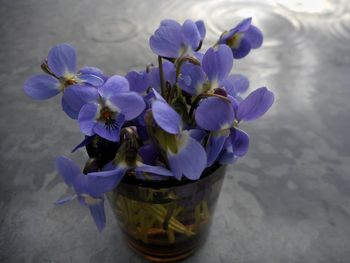 Close-up of purple flowers in vase