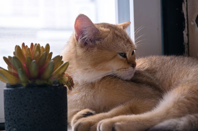 Close-up of a cat looking away