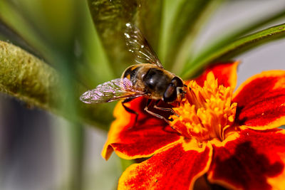 Close-up of bee pollinating on flower