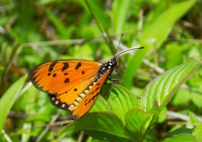 Close-up of butterfly on plant