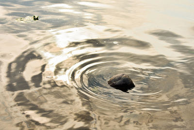 High angle view of duck swimming in lake