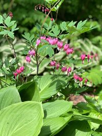 Close-up of pink flowering plant