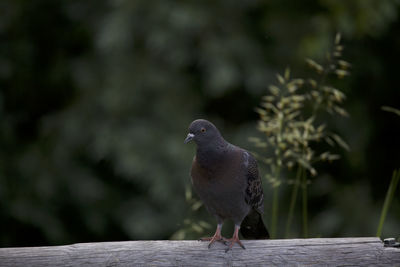 Bird perching on wooden table