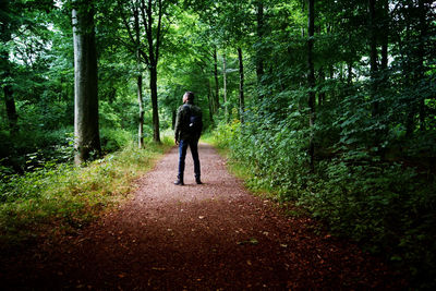 Rear view of man standing on walkway in forest