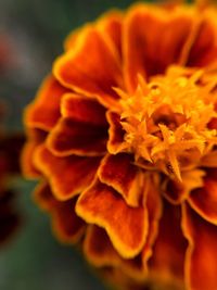 Close-up of orange marigold flower