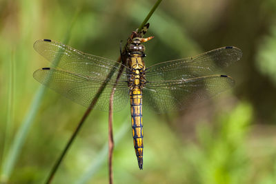 Close-up of dragonfly on leaf against blurred background