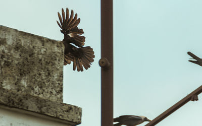 Low angle view of bird flying against sky