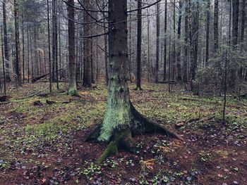 View of trees in forest