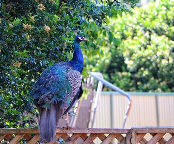 Close-up of peacock perching outdoors