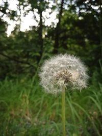 Close-up of dandelion