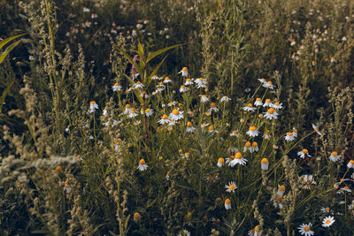 High angle view of flowering plants on field