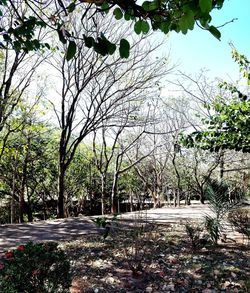 Road amidst plants and trees against sky