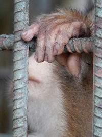 Close-up of monkey in cage at zoo