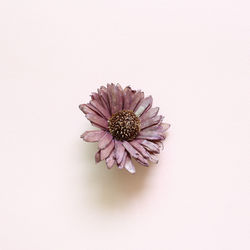 Close-up of flower against white background