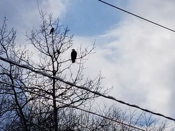 Low angle view of bird perching on bare tree