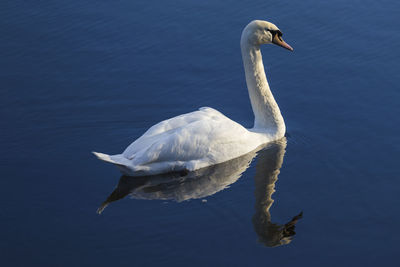 Close-up of swan swimming in lake