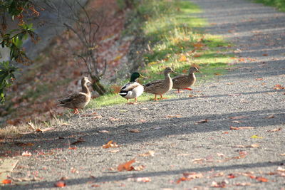 Birds in park