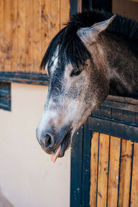 Close-up of horse