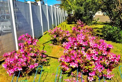 Pink flowers blooming in garden