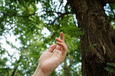 Close-up of hand on tree trunk