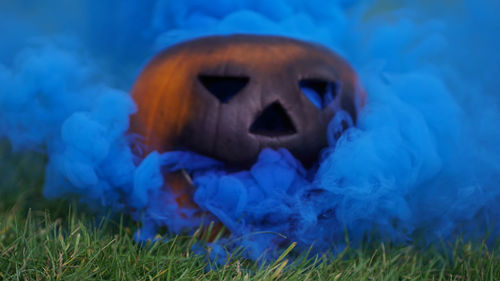 Close-up of animal face on field