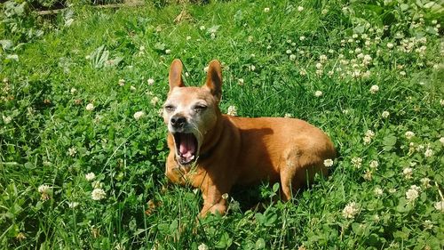 Dog with mouth open sitting on green field