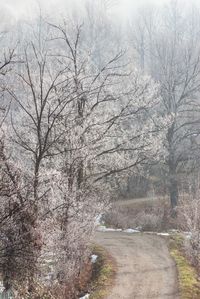 Road amidst bare trees in forest during winter