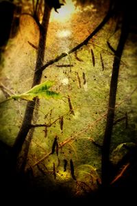 Close-up of insect on tree trunk