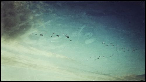 Flock of birds flying against sky