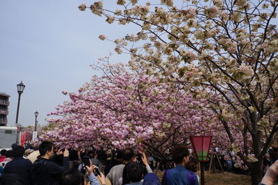 View of cherry blossoms against sky