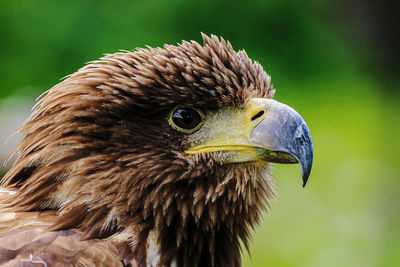 Close-up of eagle