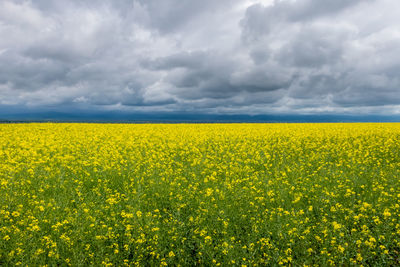 Scenic view of oilseed rape field against cloudy sky