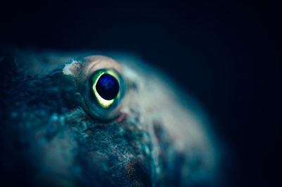 Close-up of fish swimming in sea