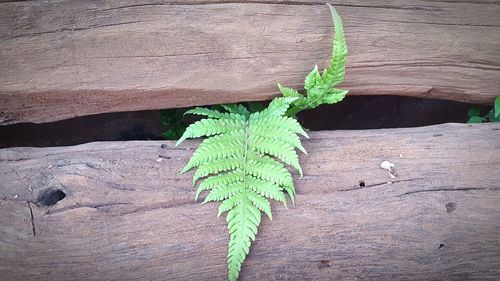 High angle view of plant