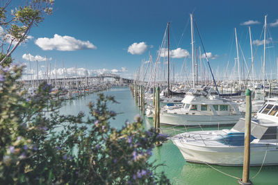 Sailboats moored in harbor
