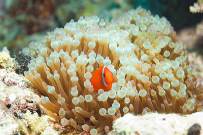 Fish swimming in sea