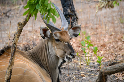 Close-up of giraffe in forest