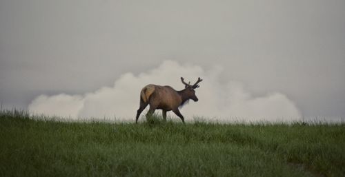 Horses grazing on grassy field