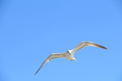 Low angle view of seagull flying against blue sky