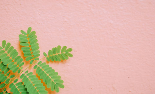 Close-up of plant
