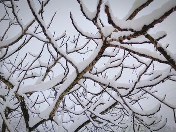 Close-up of frozen bare tree against sky