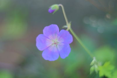 Close-up of flower blooming outdoors