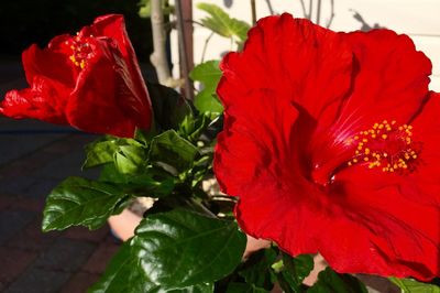 Close-up of red flowers