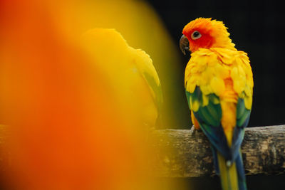 Close-up of parrot perching on yellow flower