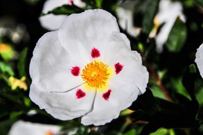 Close-up of white hibiscus blooming outdoors